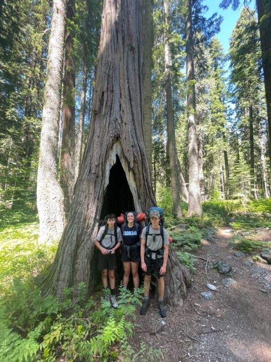 a group stands in a redwood trunk