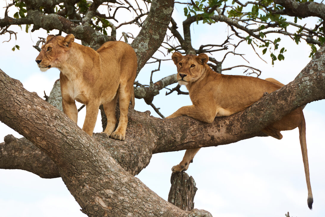 two lions in a tree