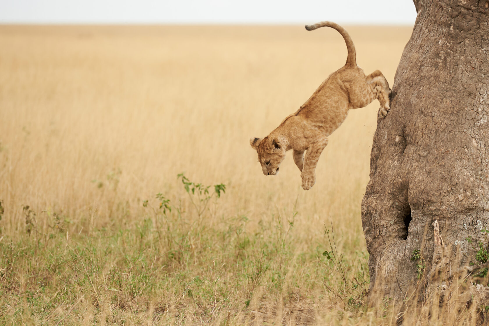 lion cub jumping out of a tree
