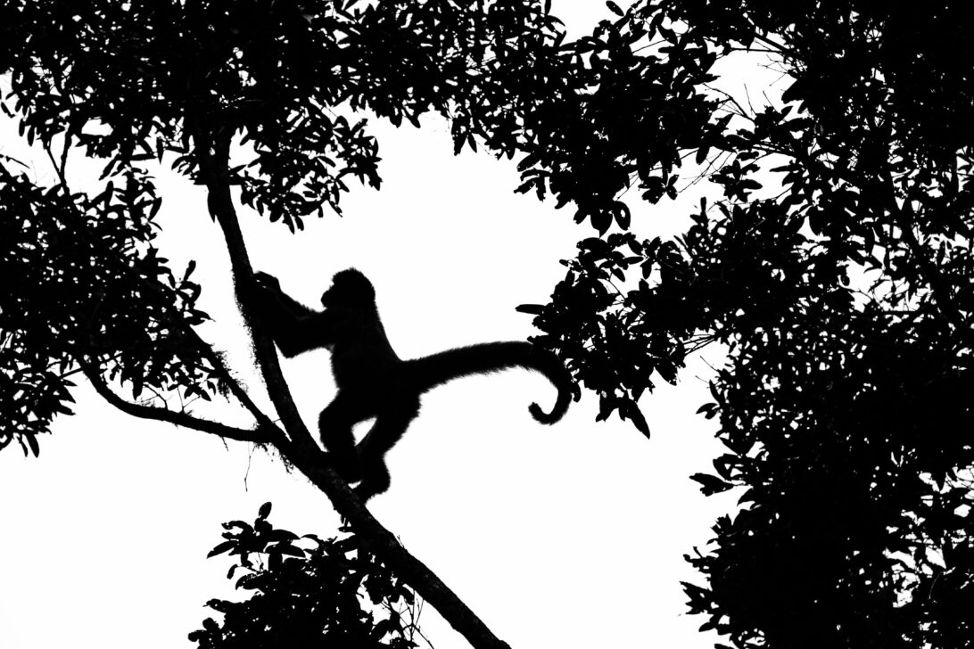 monkey silhouette in the trees