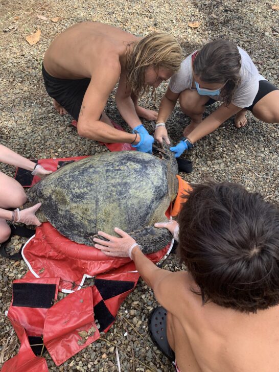 group tagging a sea turtle as part of sea turtle conservation