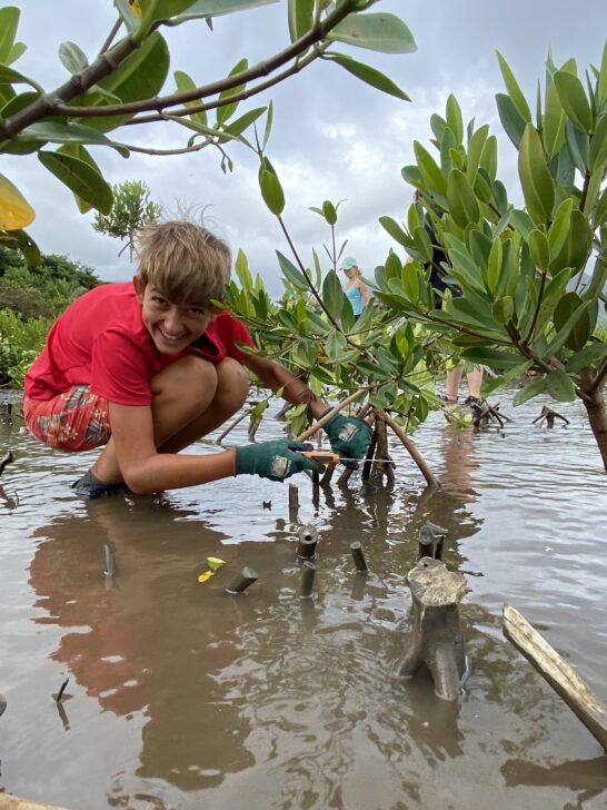 Removing invasive species in Hawaii