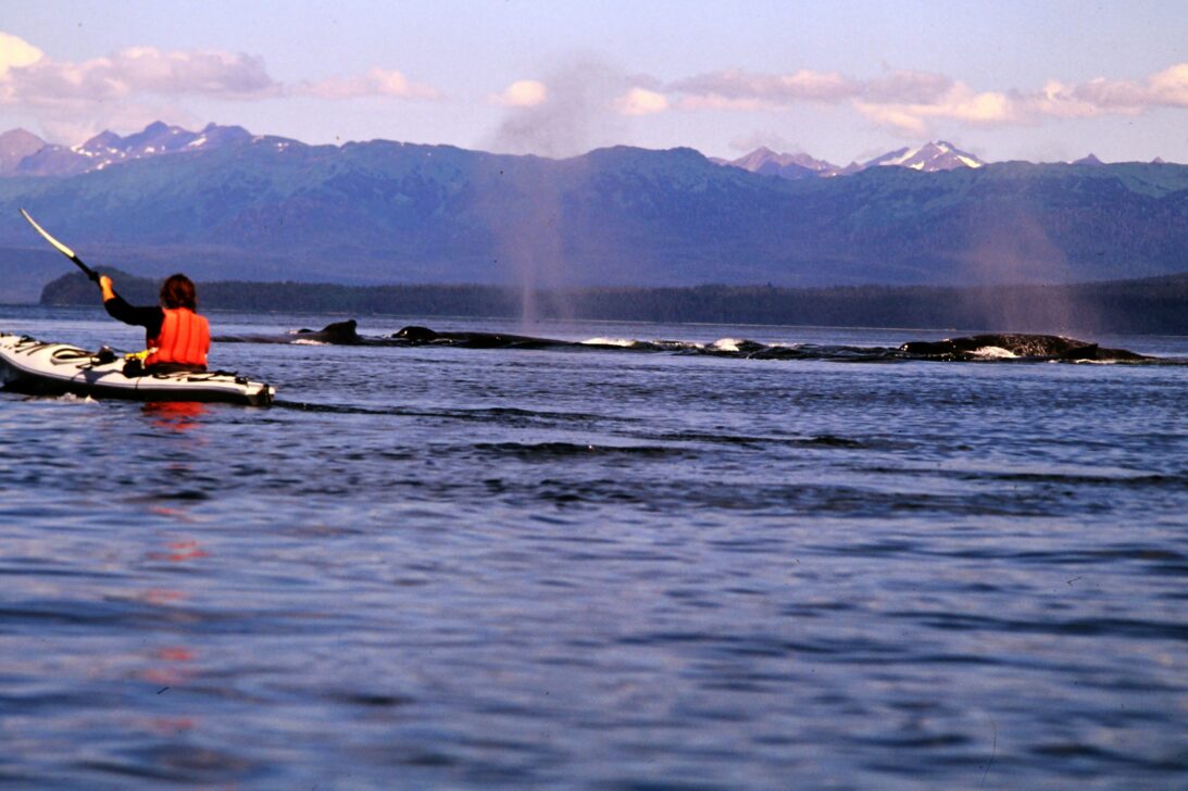1998 Kayaking with Whales