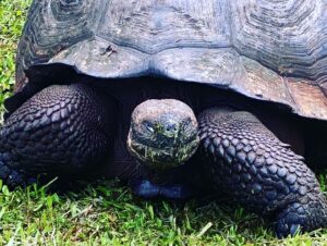 Close up Tortoise
