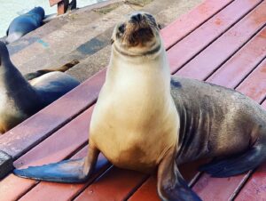 Seal on a picnic Table