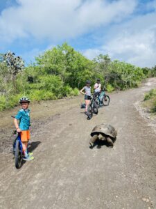 Mountain Biking and Tortoise