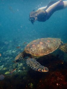Snorkeling with a Sea Turtle
