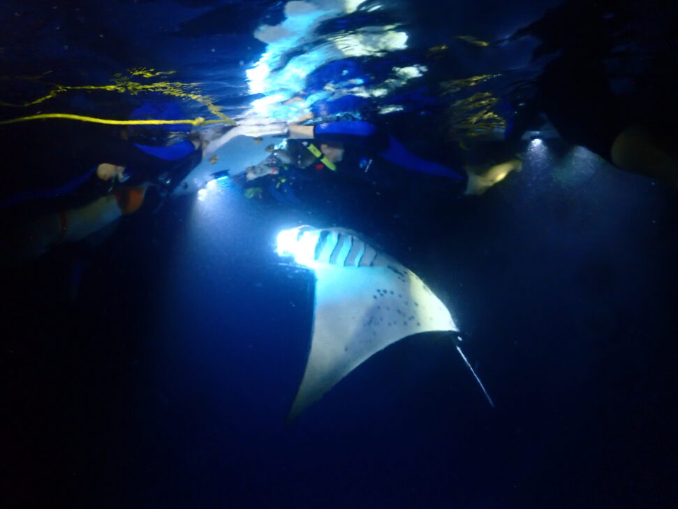 Manta ray at night light up by a light