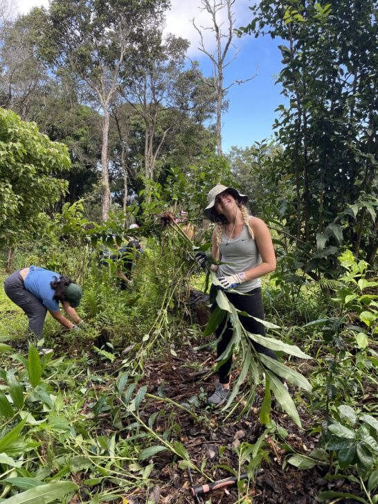 Group removing invasive species in Hawaii